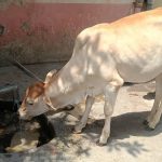 లంపి చర్మ వ్యాధిని ఎదుర్కోవడానికి మహారాష్ట్ర ఇంట్లో మేకపాక్స్ వ్యాక్సిన్ ఉత్పత్తిని ప్రారంభించింది