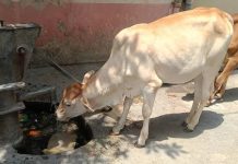 లంపి చర్మ వ్యాధిని ఎదుర్కోవడానికి మహారాష్ట్ర ఇంట్లో మేకపాక్స్ వ్యాక్సిన్ ఉత్పత్తిని ప్రారంభించింది