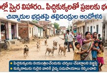 ధర్పల్లిలో పిచ్చికుక్కల బీభత్సం.. చిన్నారులు, వృద్ధులకు కాట్లు…